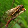 Brood X Cicadas May Be Going Extinct In NY, NJ and CT